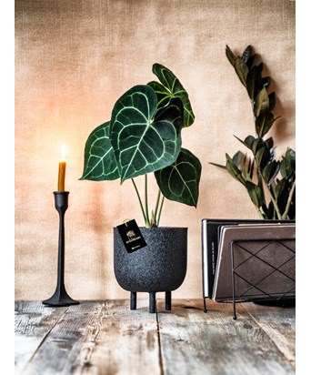 Anthurium Clarinervium Bitkisi Ayaklı Saksıda